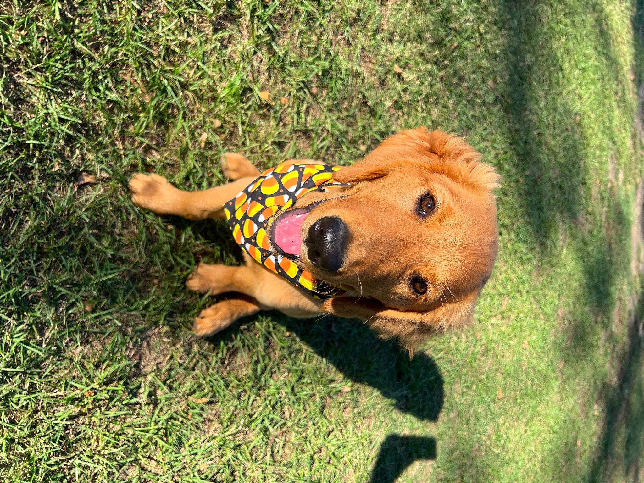 Cassie is registered to the contest to win money with this photo: big_cats, canidae, carnivore, companion_dog, dog, dog_breed, fawn, felidae, fur, grass, guard_dog, personal_protective_equipment, plant, snout, soil, sporting_group, terrestrial_animal, toy, whiskers, working_animal