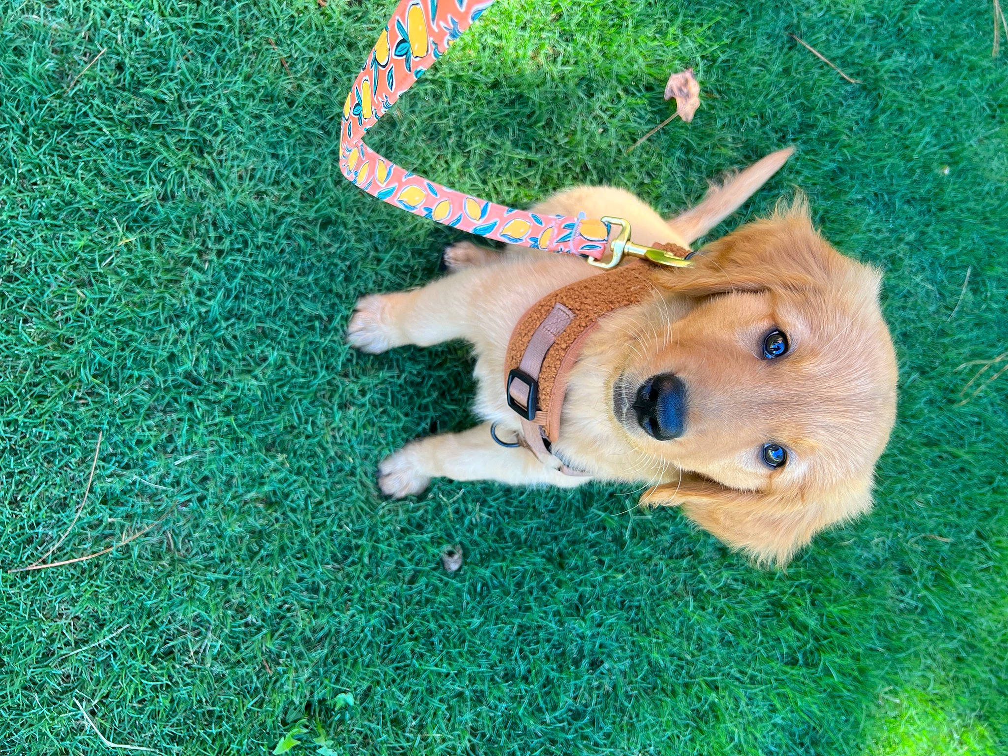 Cassie joined the competition — help win amazing prizes! art, canidae, carnivore, companion_dog, dog_breed, fawn, felidae, fur, golden_retriever, grass, green, groundcover, plush, sporting_group, stuffed_toy, tail, terrestrial_animal, toy, wood, working_animal