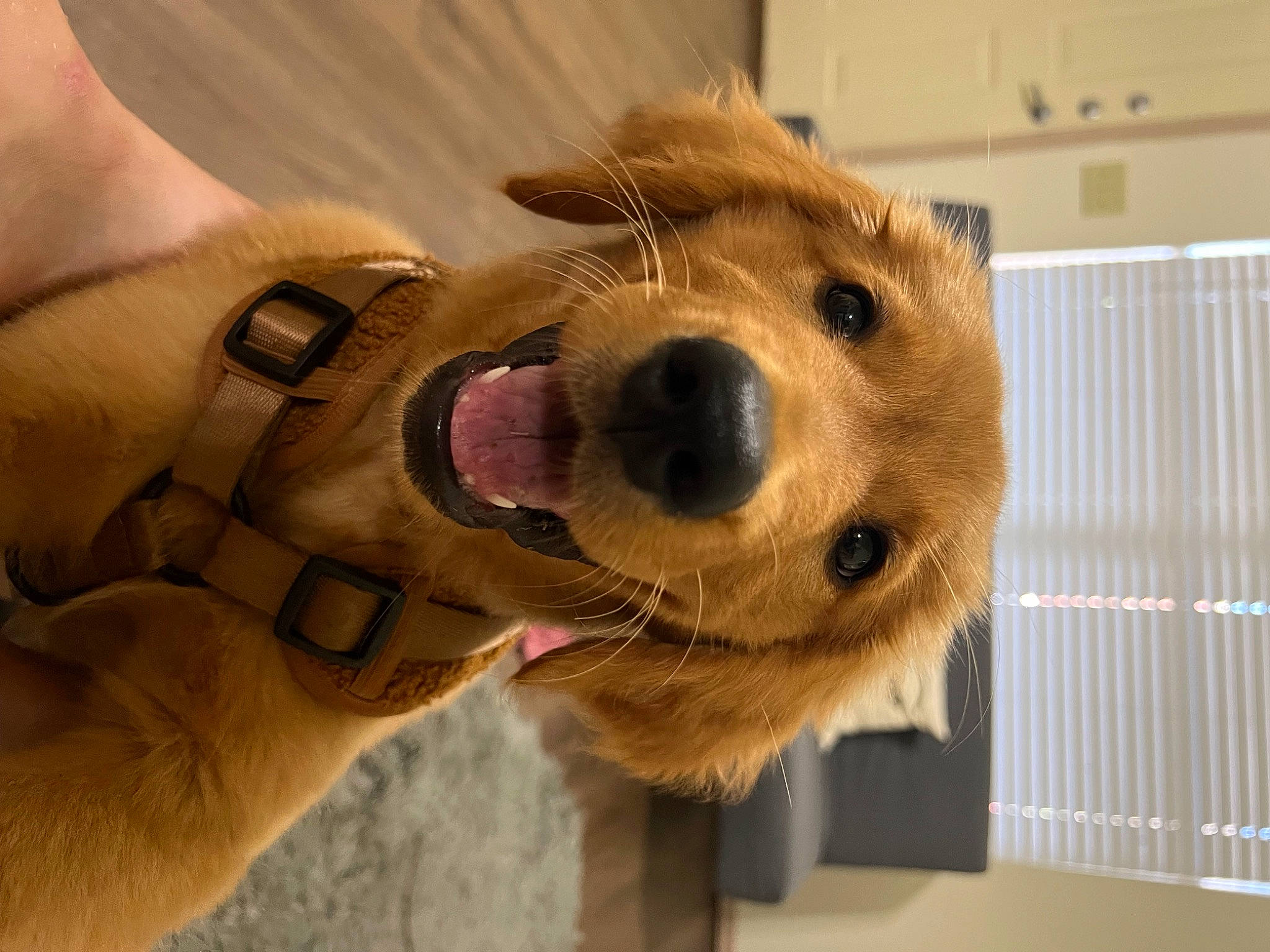 Cassie joined the competition — help win amazing prizes! canidae, carnivore, collar, companion_dog, dog, dog_breed, dog_collar, dog_supply, fawn, fur, pet_supply, selfie, snout, sporting_group, whiskers, working_animal