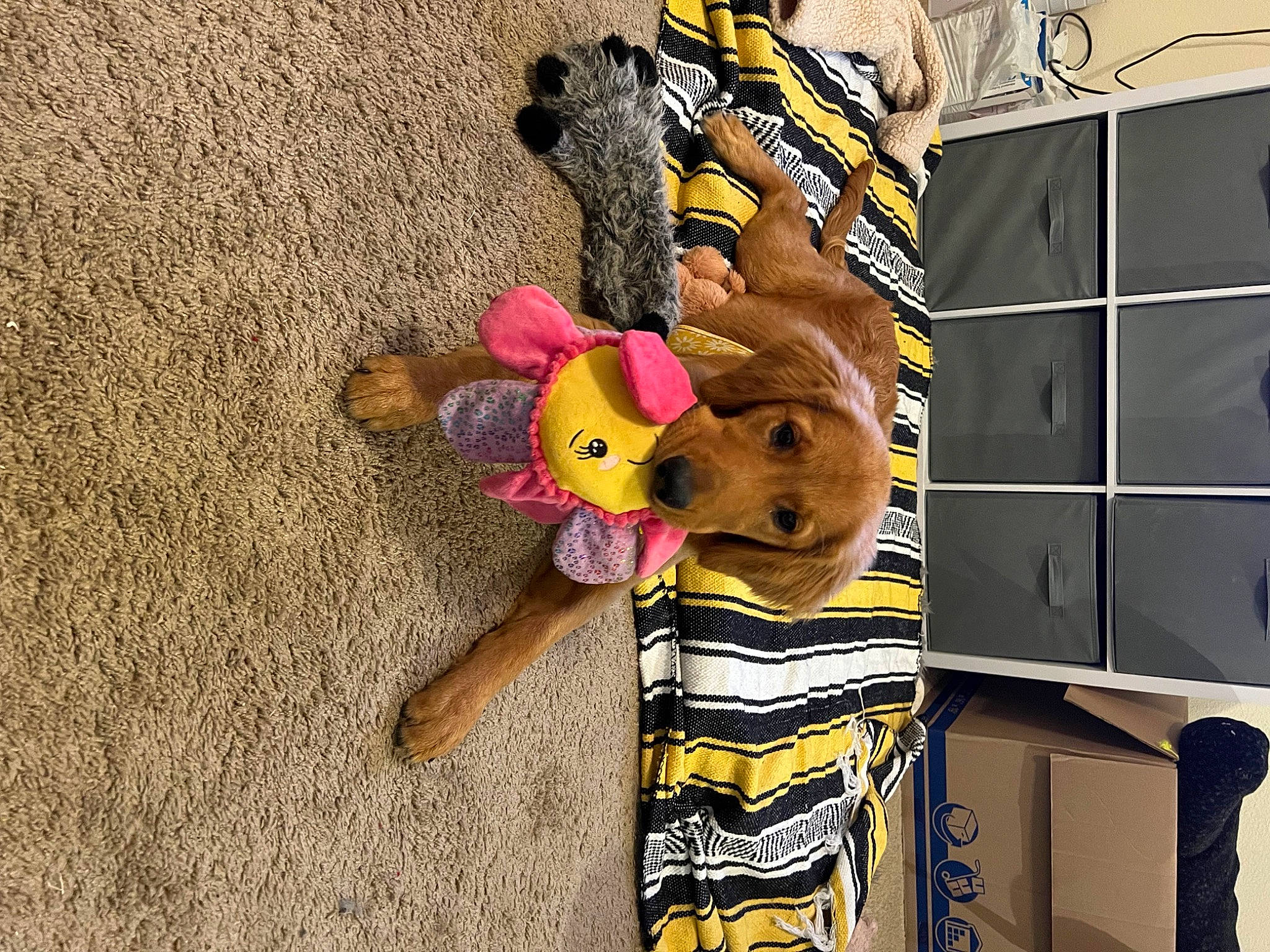 Cassie is registered to the contest to win money with this photo: art, baby_toys, flooring, fur, happy, linens, plush, room, stuffed_toy, teddy_bear, toy, visual_arts, wood