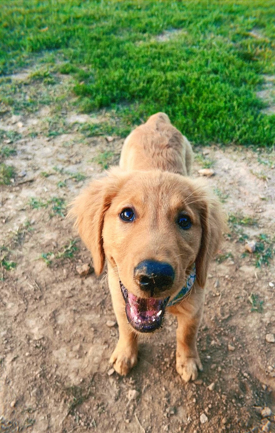 Cassie is registered to the contest to win money with this photo: ball, canidae, carnivore, companion_dog, dog, dog_breed, fawn, fur, grass, gun_dog, hunting_dog, liver, plant, retriever, snout, soil, sporting_group, wildlife, working_animal