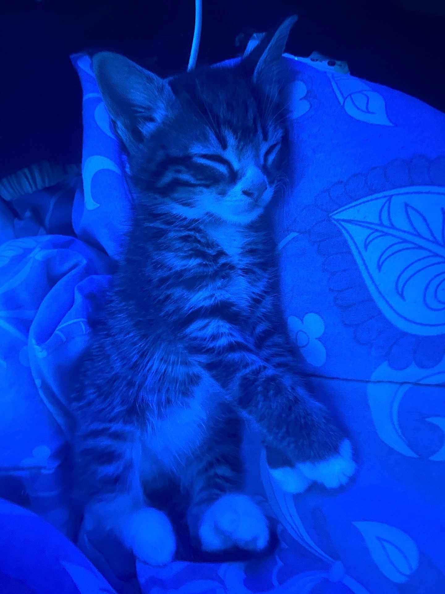 Steve joined the competition — help win amazing prizes! kitten, sleeping, cat, animal, pet, cozy, blanket, pattern, blue_light, paw, fur, cute, young, resting, indoor, domestic, feline, soft, peaceful, comfort