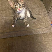 Steve is registered to the contest to win money with this photo: kitten, cat, tabby, white_paws, curious, couch, indoor, pet, animal, feline, looking_up, young, cute, fur, whiskers, ears, tail, sitting, domestic_animal, brown_furniture