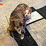 animal, brindle, carpet, collar, companion, cute, dog, domestic, ears, floor, friendship, fur, home, indoor, looking_up, pet, resting, small_dog, tennis_ball, toy