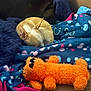 blanket, colorful, comfort, couch, cozy, curled_up, cute, dog, fabric, fur, home, indoor, orange, pet, plush_toy, relaxing, resting, sleeping, small_dog, toy