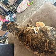 Buttercup joined the competition — help win amazing prizes! animal, blanket, box, brindle_dog, carpet, companion, couch, cozy, dog, domestic, fan, furniture, home, indoor, nap, pet_toy, relaxing, resting, sleeping, small_dog