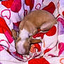 animal, blanket, brown, comfort, cozy, cute, dog, fur, hearts, indoors, pet, puppy, relaxation, rest, sleeping, small, snuggle, soft, warm, white