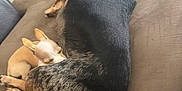 Buttercup is registered to the contest to win money with this photo: animal, black, blanket, brown, companion, couch, cozy, dog, furniture, home, indoor, large_dog, nap, pet, relaxing, resting, sleeping, small_dog, snuggling, toy