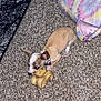 Buttercup is registered to the contest to win money with this photo: animal, bone, brown, carpet, chewing, chihuahua, collar, cute, dog, dog_bed, domestic, floor, indoor, pet, playing, puppy, small_dog, tie-dye, toy, white