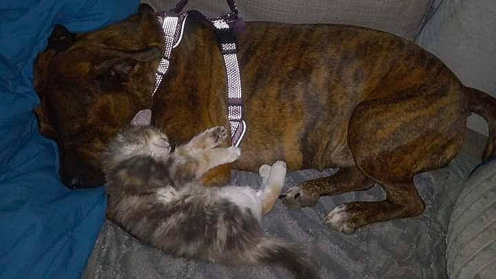 Samantha joined the competition — help win amazing prizes! canidae, carnivore, cat, collar, comfort, companion_dog, dog, dog_breed, fawn, felidae, fur, liver, paw, pet_supply, small_to_medium_sized_cats, snout, sporting_group, tail, whiskers, working_animal