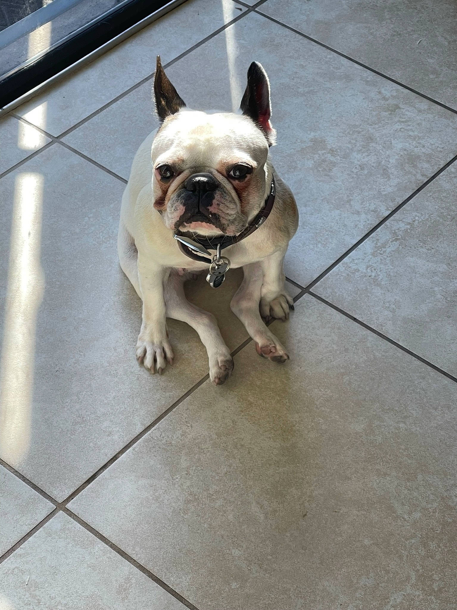 Ruby is registered to the contest to win money with this photo: bulldog, canidae, carnivore, collar, companion_dog, dog, dog_breed, dog_collar, fawn, flooring, french_bulldog, leash, road_surface, snout, sporting_group, tail, terrestrial_animal, toy_dog, working_animal, wrinkle