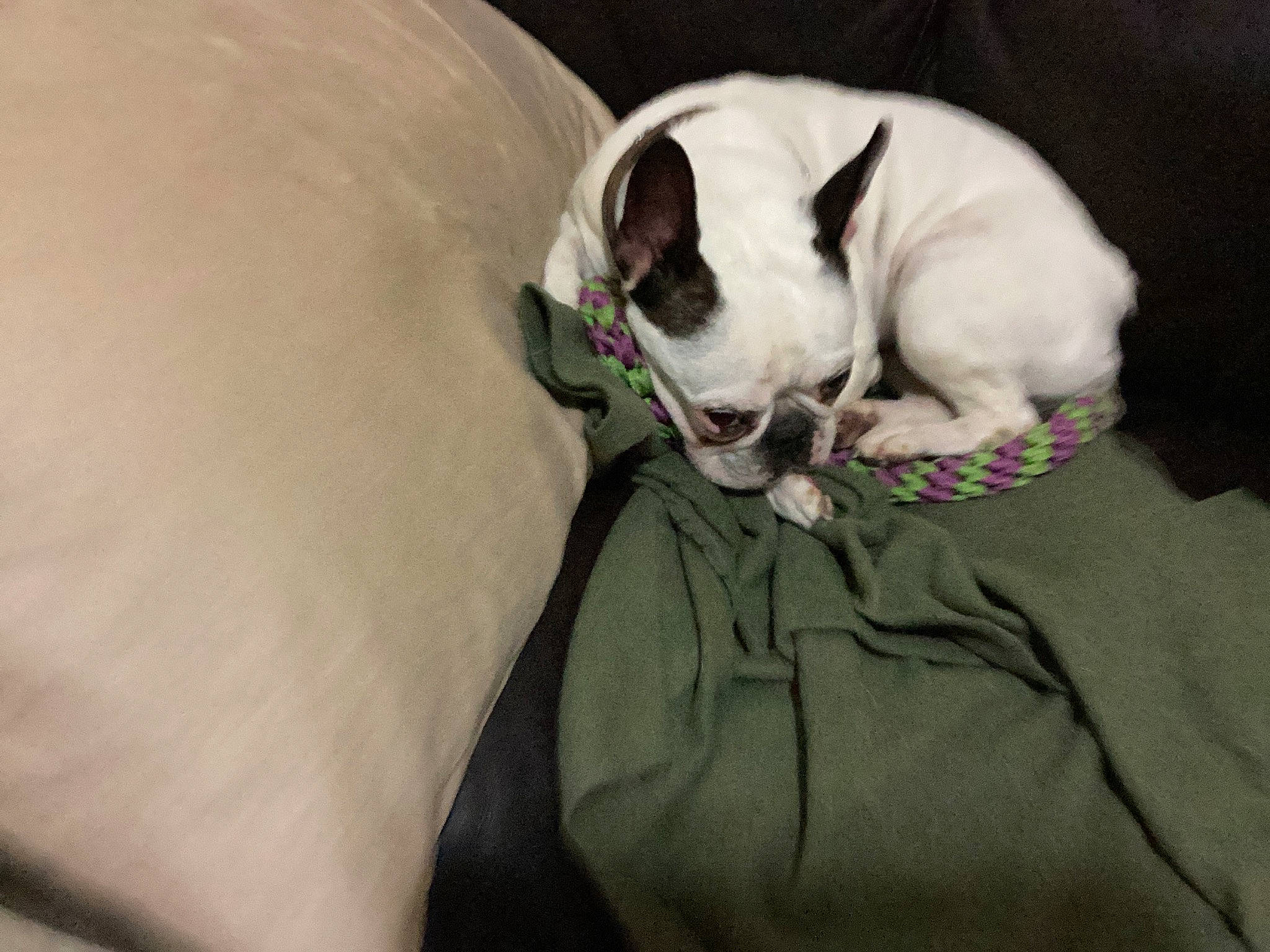 Ruby joined the competition — help win amazing prizes! bulldog, canidae, carnivore, club_chair, collar, comfort, companion_dog, couch, dog, dog_breed, dog_collar, dog_supply, ear, fawn, pet_supply, sporting_group, toy_dog, whiskers, working_animal, wrinkle