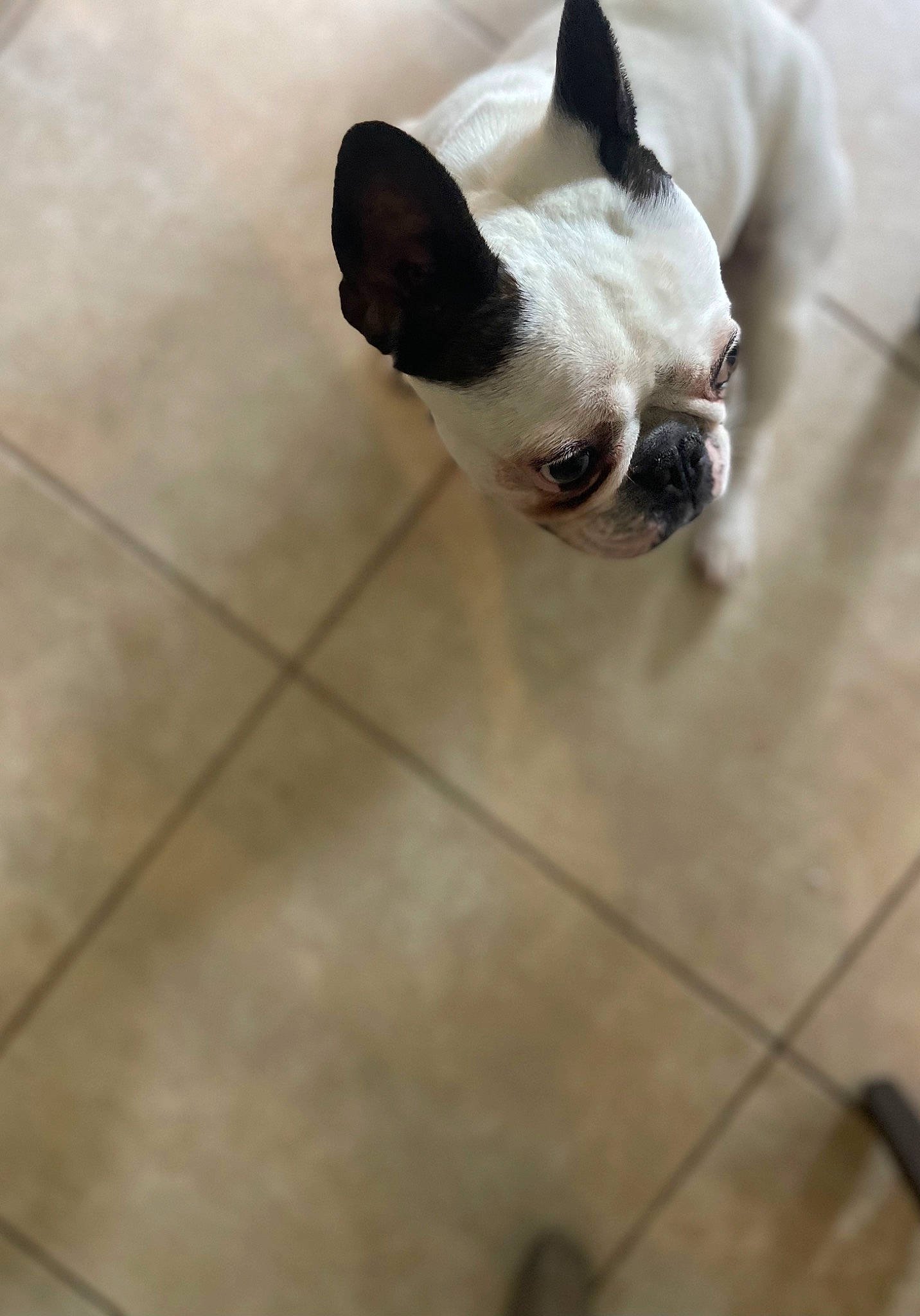 Ruby is registered to the contest to win money with this photo: bulldog, canidae, carmine, carnivore, companion_dog, dog, dog_breed, fawn, flooring, french_bulldog, hardwood, snout, sporting_group, tail, terrestrial_animal, tile_flooring, toy_dog, whiskers, wood, working_animal