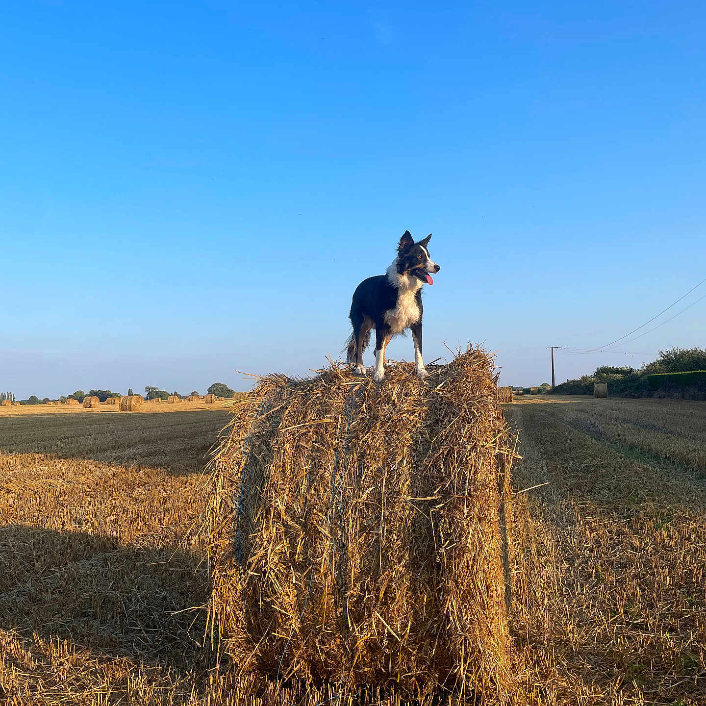 Tina a rejoint le concours — aidez-le/la à gagner de superbes lots ! animal, canine, countryside, dog, farm, field, germanshepherd, grass, horizon, nature, outdoors, person, pet, plant, puppy, rural, sky, straw, utilitypole, walkingdog