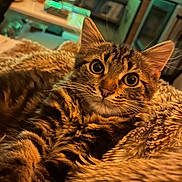 Ayko participe au concours pour gagner de l'argent avec cette photo : cat, tabby, close_up, indoor, blanket, fur, pet, curious, wide_eyes, cozy, animal, mammal, whiskers, cute, feline, soft_texture, relaxed, home, comfort, young_cat