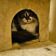 Snickers is registered to the contest to win money with this photo: cat, feline, pet, indoor, cozy, cat_tree, cubby, fur, whiskers, resting, curious, cute, animal, mammal, tabby, domestic, cute_pet, furniture, relaxed, home