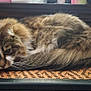 cat, tabby_cat, resting, indoor, furniture, woven_mat, soft_light, fur, curious, sleepy, table, cozy, pet, animal, whiskers, ears, closeup, relaxed, brown, white