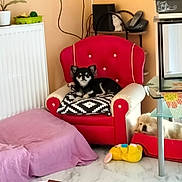 Ange a rejoint le concours — aidez-le/la à gagner de superbes lots ! dog, armchair, red, black_and_white, pillow, floor, plush_toy, radiator, side_table, telephone, decor, indoor, pet_bed, white_dog, small_dog, marble_floor, cozy, resting, furniture, living_room