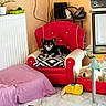 dog, armchair, red, black_and_white, pillow, floor, plush_toy, radiator, side_table, telephone, decor, indoor, pet_bed, white_dog, small_dog, marble_floor, cozy, resting, furniture, living_room