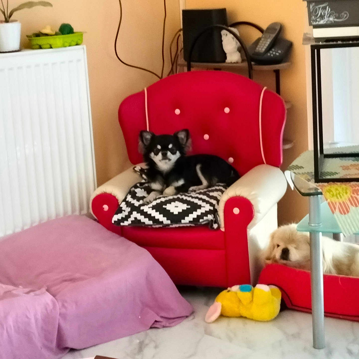 Ange a rejoint le concours — aidez-le/la à gagner de superbes lots ! dog, armchair, red, black_and_white, pillow, floor, plush_toy, radiator, side_table, telephone, decor, indoor, pet_bed, white_dog, small_dog, marble_floor, cozy, resting, furniture, living_room