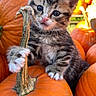 kitten, cat, tabby, pumpkin, orange, paw, stem, autumn, fall, cute, animal, pet, outdoor, nature, closeup, young, fur, whiskers, background, sunlight