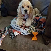 Bailey is registered to the contest to win money with this photo: puppy, dog, couch, blanket, toy, orange, pet, indoor, cozy, furniture, relaxed, fur, animal, laying_down, cute, companion, domestic, home, resting, comfort
