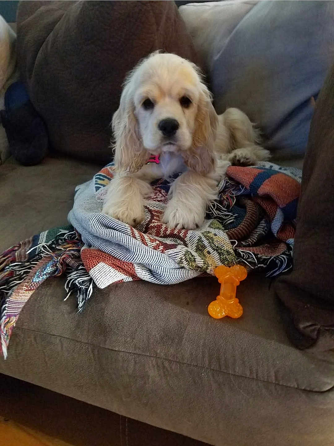 Bailey is registered to the contest to win money with this photo: puppy, dog, couch, blanket, toy, orange, pet, indoor, cozy, furniture, relaxed, fur, animal, laying_down, cute, companion, domestic, home, resting, comfort