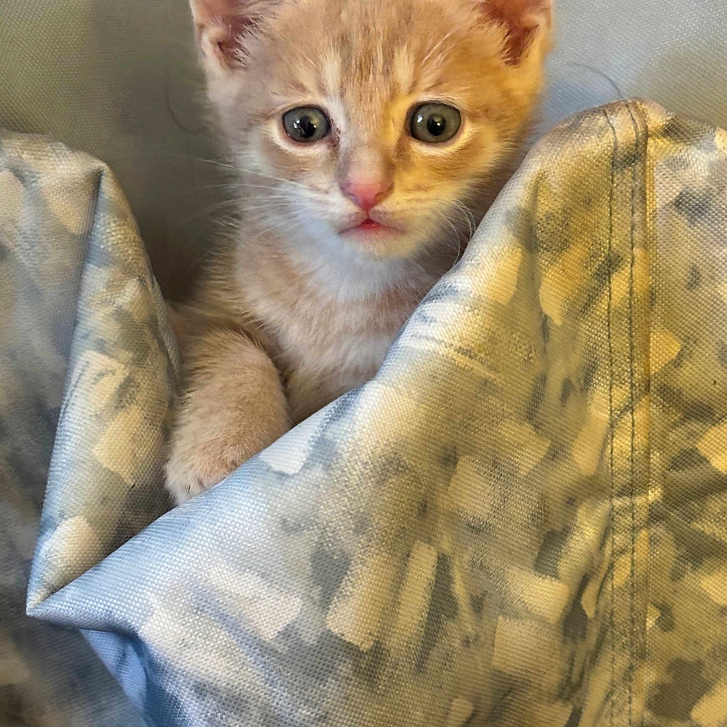 Tigger is registered to the contest to win money with this photo: abyssinian, angora, animal, blanket, cat, couch, cushion, furniture, homedecor, kitten, linen, manx, pet, quilt