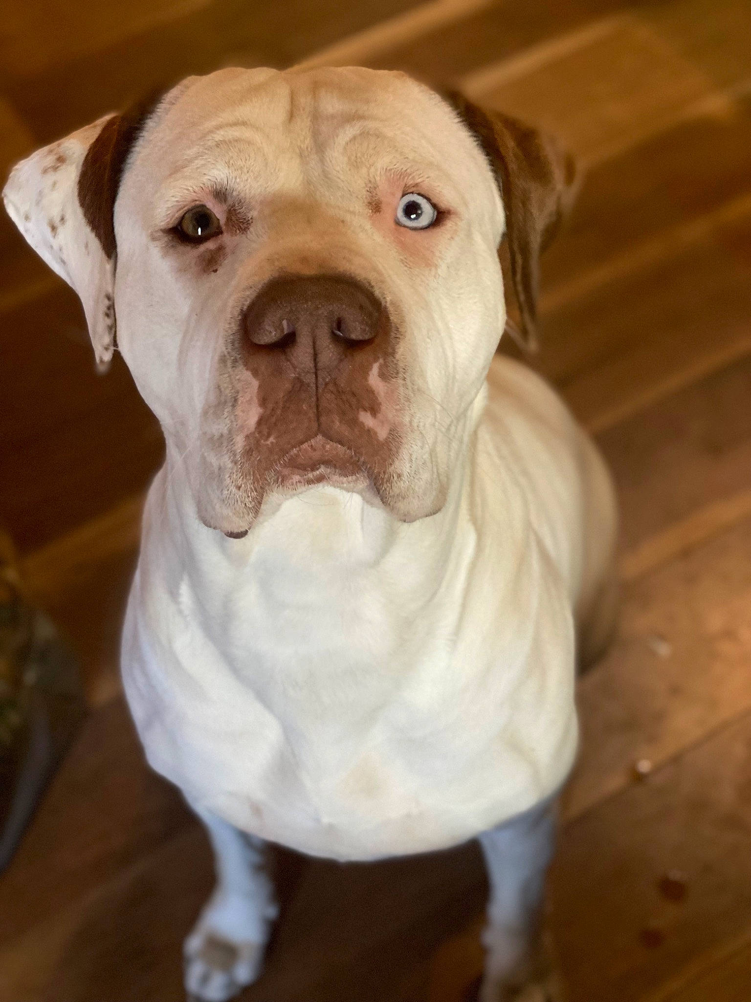 Gypsy Rose is registered to the contest to win money with this photo: bulldog, canidae, carnivore, companion_dog, dog, dog_breed, dog_collar, fawn, flooring, fur, hardwood, molosser, non_sporting_group, snout, sporting_group, terrestrial_animal, whiskers, wood, working_animal, wrinkle