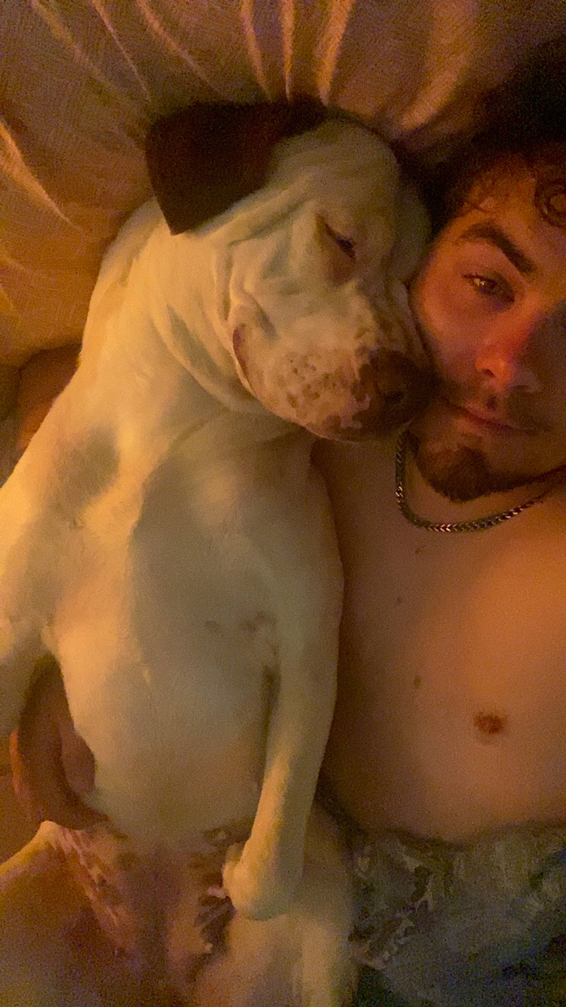 Gypsy Rose joined the competition — help win amazing prizes! abdomen, art, barechested, beauty, carnivore, chest, companion_dog, dog, dog_breed, fawn, flash_photography, flesh, gesture, happy, jaw, mouth, neck, nose, snout, trunk