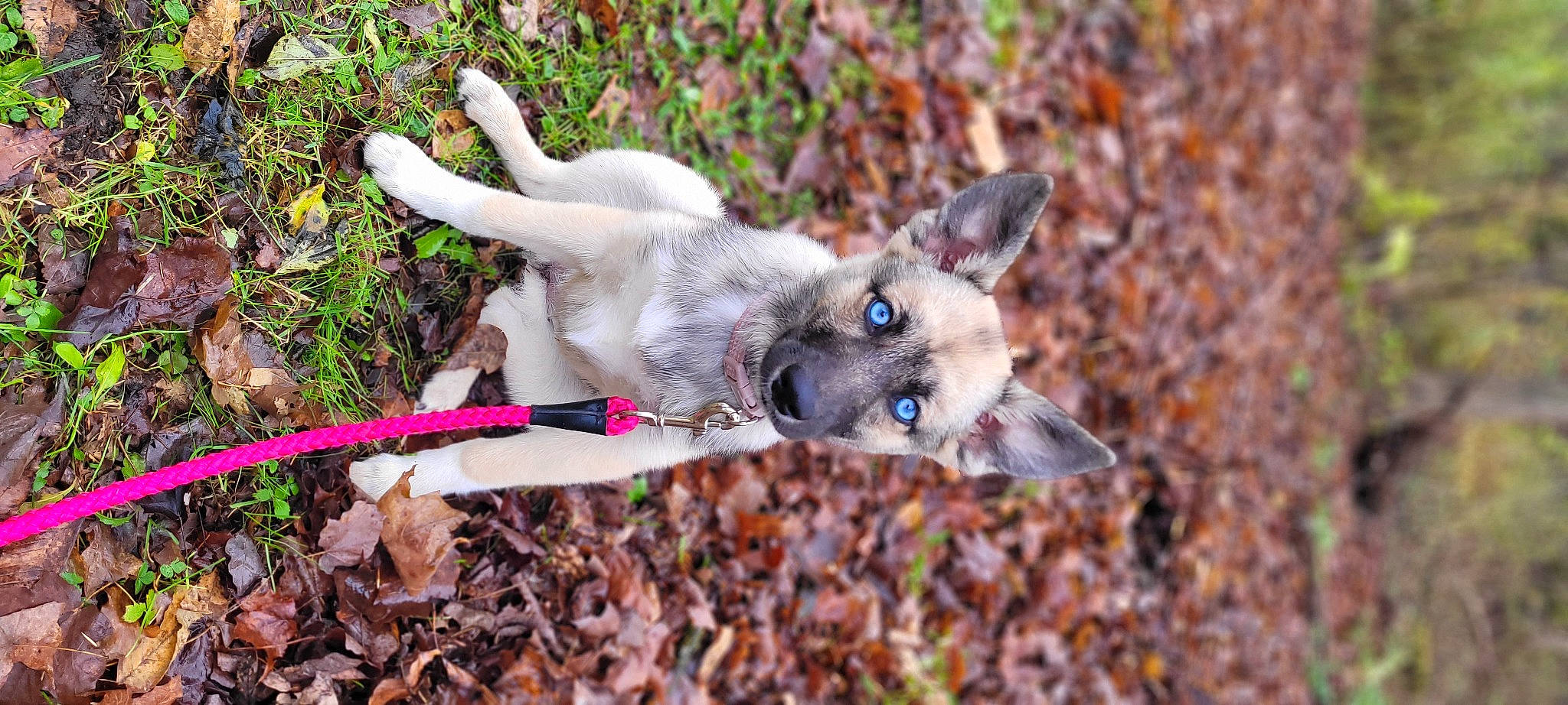 Shiloh joined the competition — help win amazing prizes! balinese, canidae, carnivore, cat, collar, dog_breed, fawn, felidae, fur, grass, plant, siamese, small_to_medium_sized_cats, soil, sporting_group, tail, terrestrial_animal, whiskers, wildlife, wing