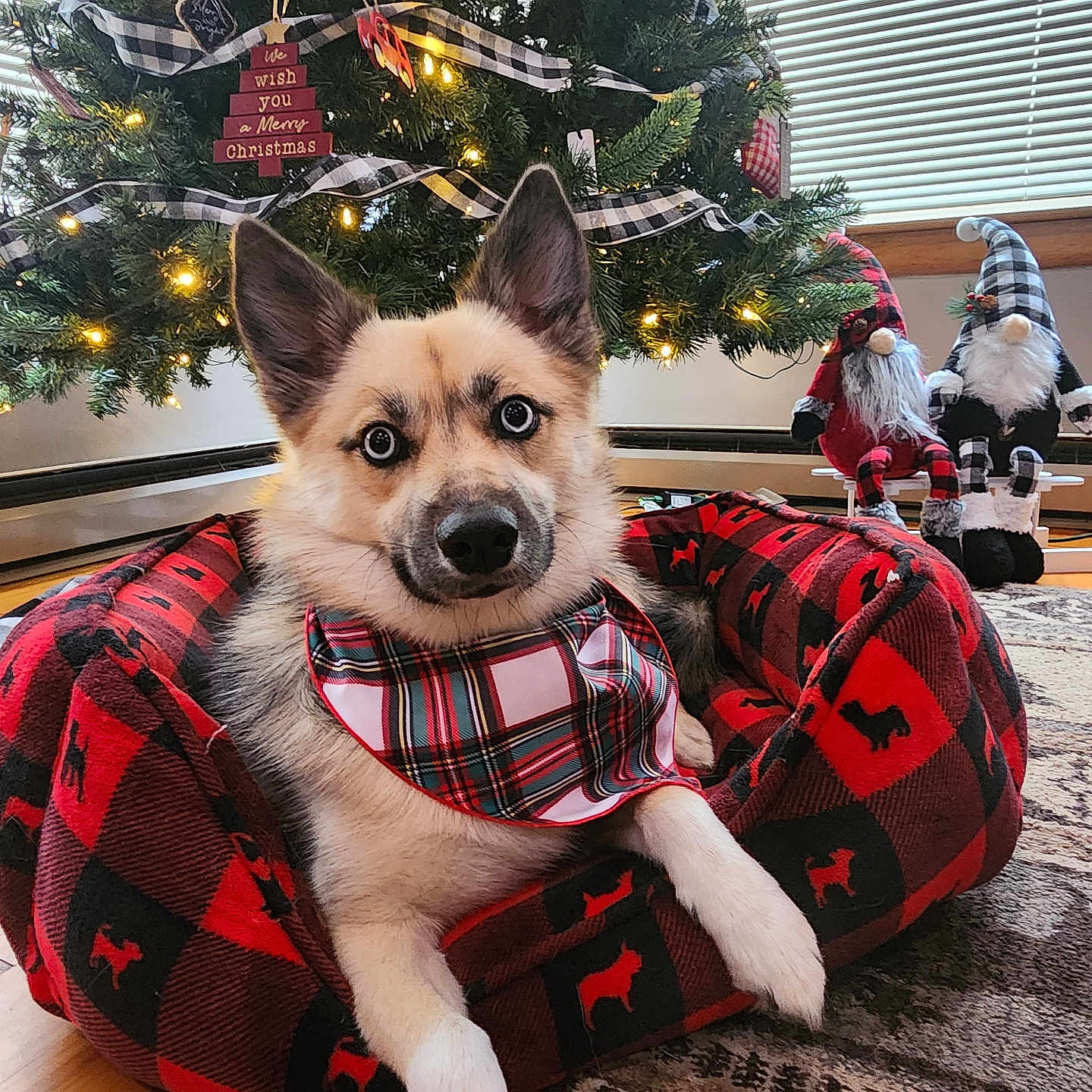 Shiloh is registered to the contest to win money with this photo: accessories, animal, blanket, canine, couch, dog, dogbed, face, furniture, head, homedecor, horse, husky, person, pet, photography, plant, portrait, puppy, tree