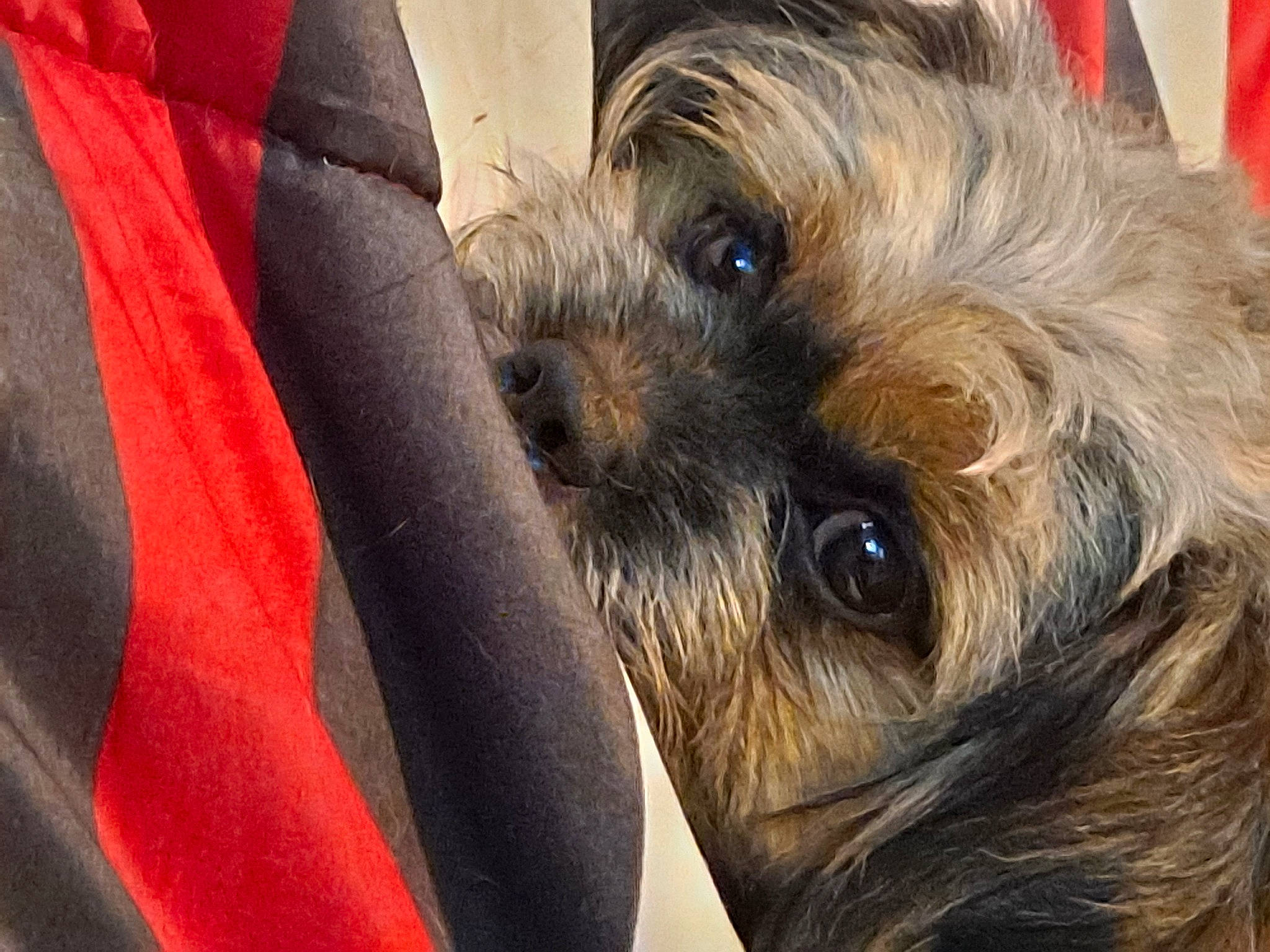 Kaydo joined the competition — help win amazing prizes! ancient_dog_breeds, canidae, carnivore, close_up, companion_dog, dog, dog_breed, flag, fur, liver, non_sporting_group, reflex_camera, small_terrier, snout, terrestrial_animal, terrier, toy_dog, whiskers, working_animal