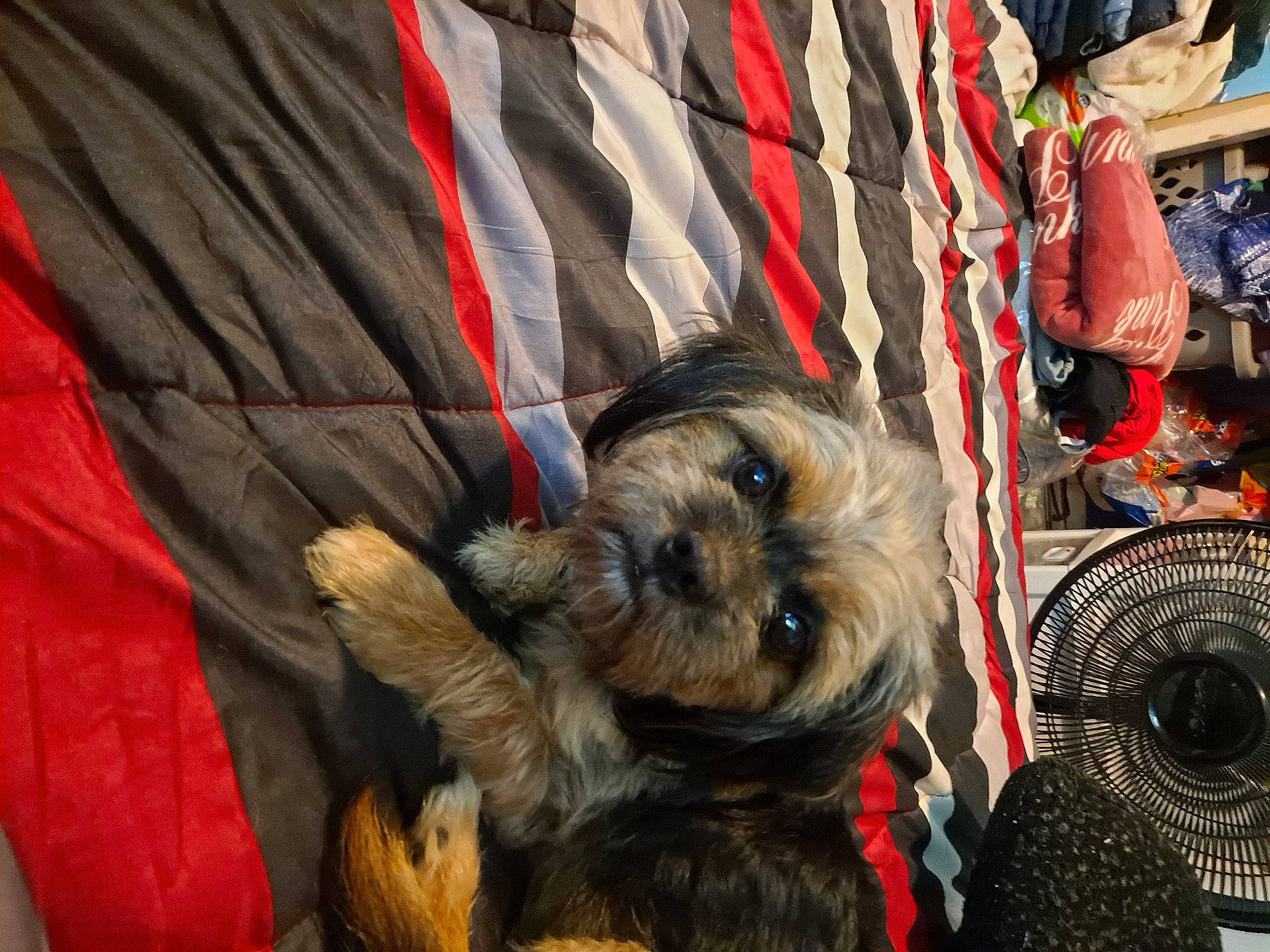 Kaydo is registered to the contest to win money with this photo: automotive_tire, biewer_terrier, canidae, carnivore, companion_dog, dog, dog_breed, dog_supply, event, fur, leash, schnauzer, small_terrier, snout, sporting_group, terrier, tibetan_terrier, toy_dog, working_animal, yorkipoo