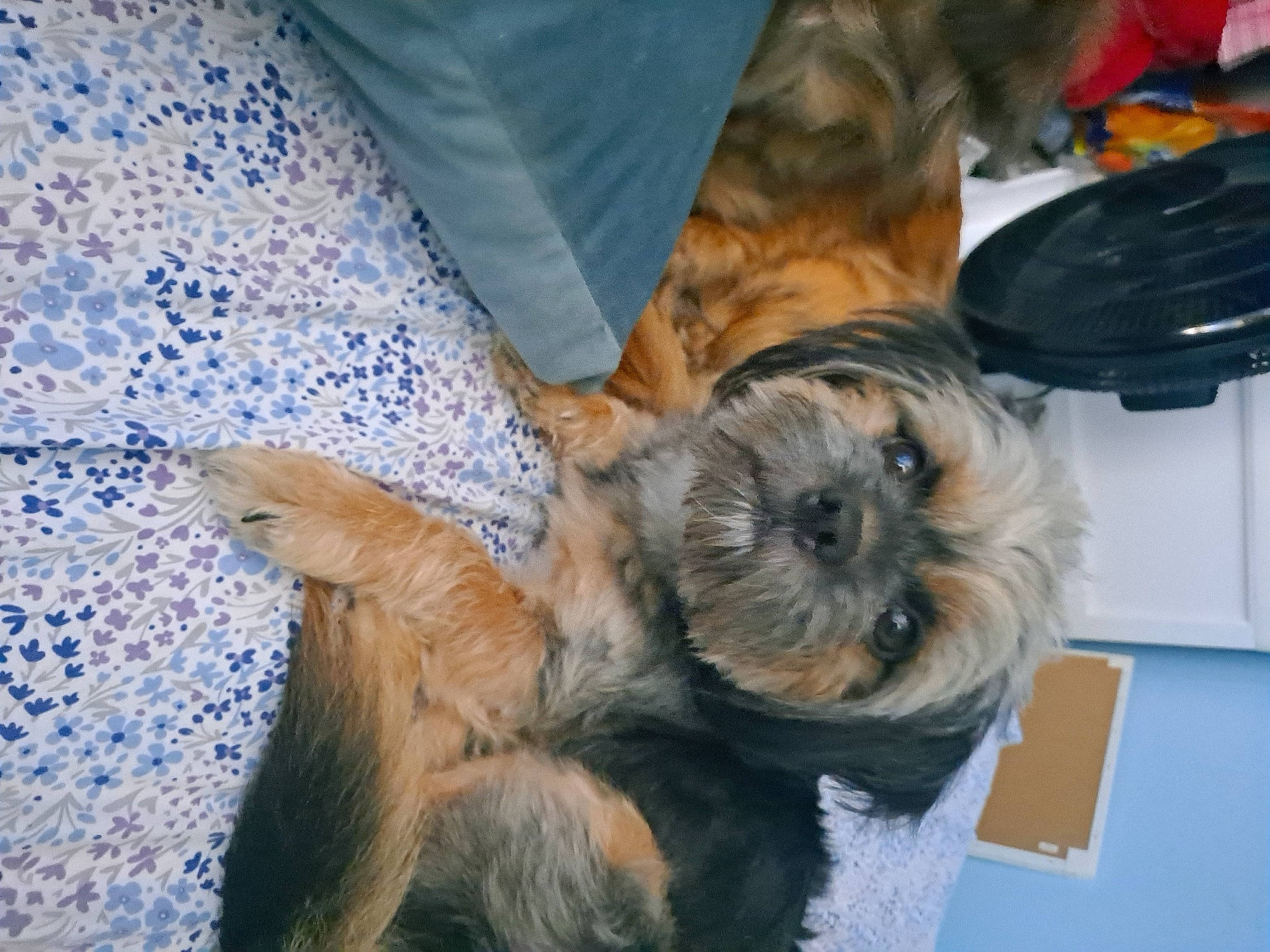 Kaydo is registered to the contest to win money with this photo: biewer_terrier, canidae, carnivore, comfort, companion_dog, dog, dog_breed, dog_supply, fur, lakeland_terrier, linens, liver, small_terrier, sporting_group, terrier, toy_dog, working_animal, yorkipoo, yorkshire_terrier