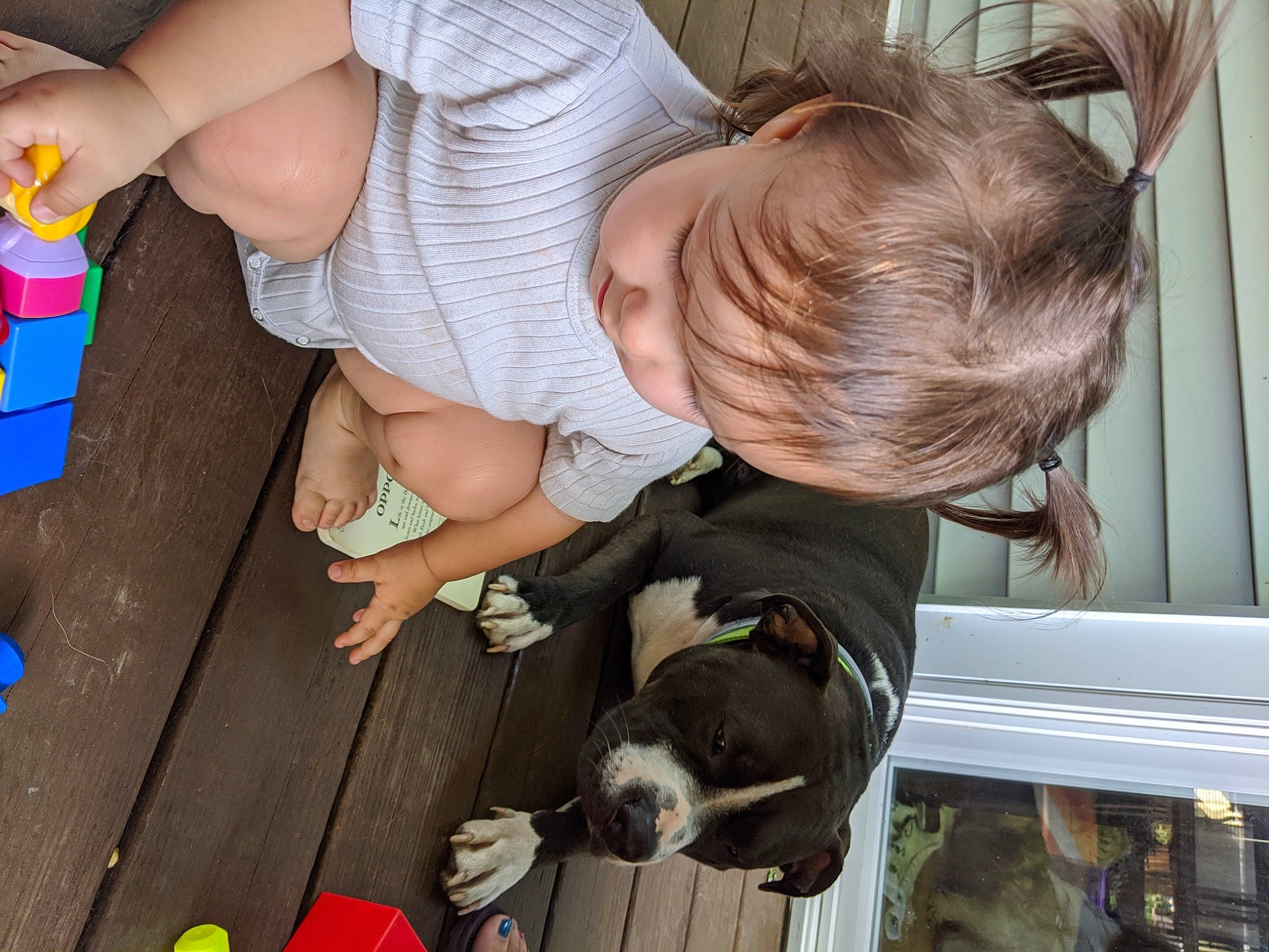 Ramona joined the competition — help win amazing prizes! canidae, carnivore, child, companion_dog, dog, dog_breed, fawn, non_sporting_group, person, pit_bull, play, sporting_group, toddler
