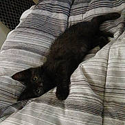 Midnight is registered to the contest to win money with this photo: cat, kitten, black_cat, bed, bedding, striped, indoor, pet, animal, feline, cute, lying_down, curious, cozy, resting, young, playful, fur, soft, comfort