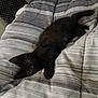 cat, kitten, black_cat, bed, bedding, striped, indoor, pet, animal, feline, cute, lying_down, curious, cozy, resting, young, playful, fur, soft, comfort