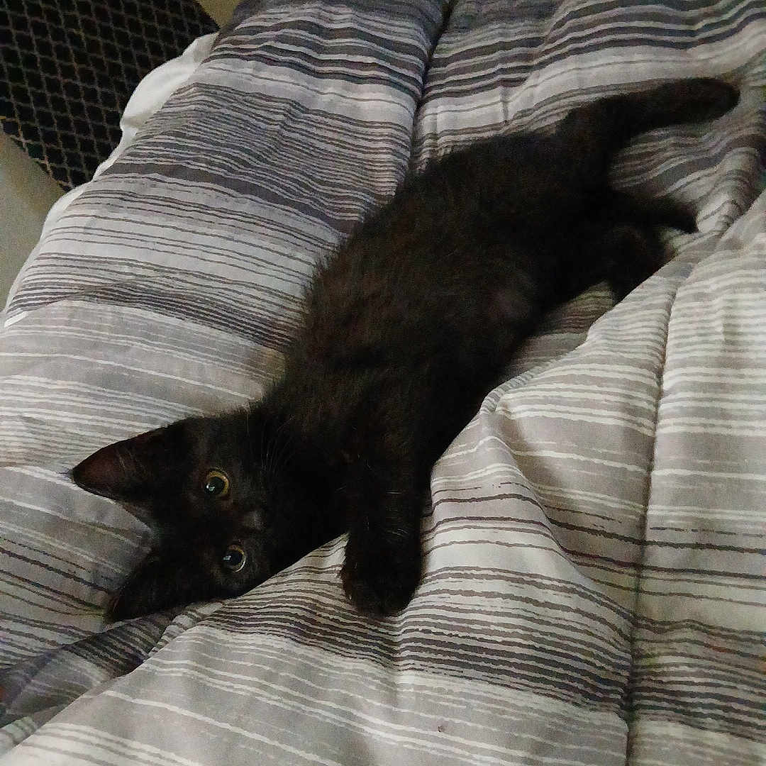 Midnight is registered to the contest to win money with this photo: animal, bed, bedding, black_cat, cat, comfort, cozy, curious, cute, feline, fur, indoor, kitten, lying_down, pet, playful, resting, soft, striped, young