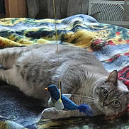 Maci is registered to the contest to win money with this photo: cat, gray_cat, toy, bird_toy, blanket, colorful_blanket, indoor, pet, feline, wide_eyes, curious, paw, lying_down, cozy, home, fur, whiskers, ears, playful, relaxed