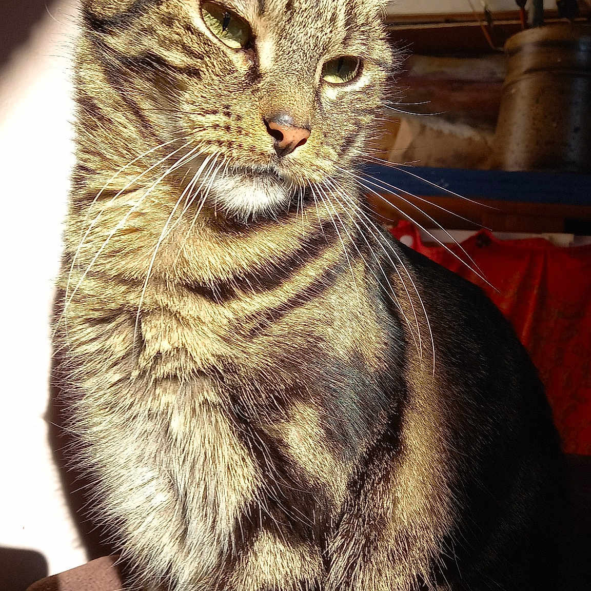 Minouchat