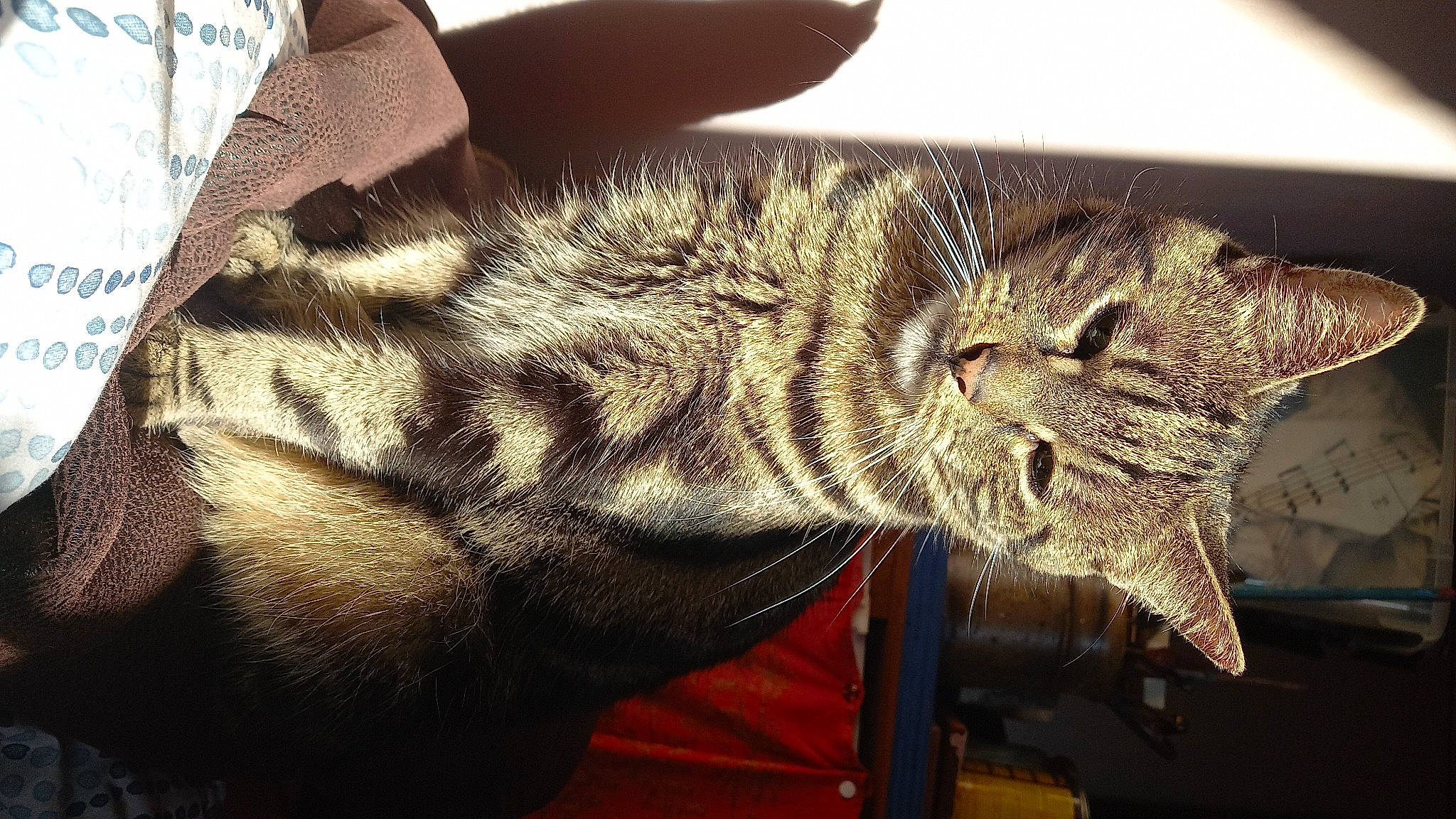 Minouchat a rejoint le concours — aidez-le/la à gagner de superbes lots ! carnivore, cat, claw, domestic_short_haired_cat, felidae, flesh, foot, fur, jaw, metal, paw, small_to_medium_sized_cats, snout, tail, terrestrial_animal, whiskers, wildlife, window