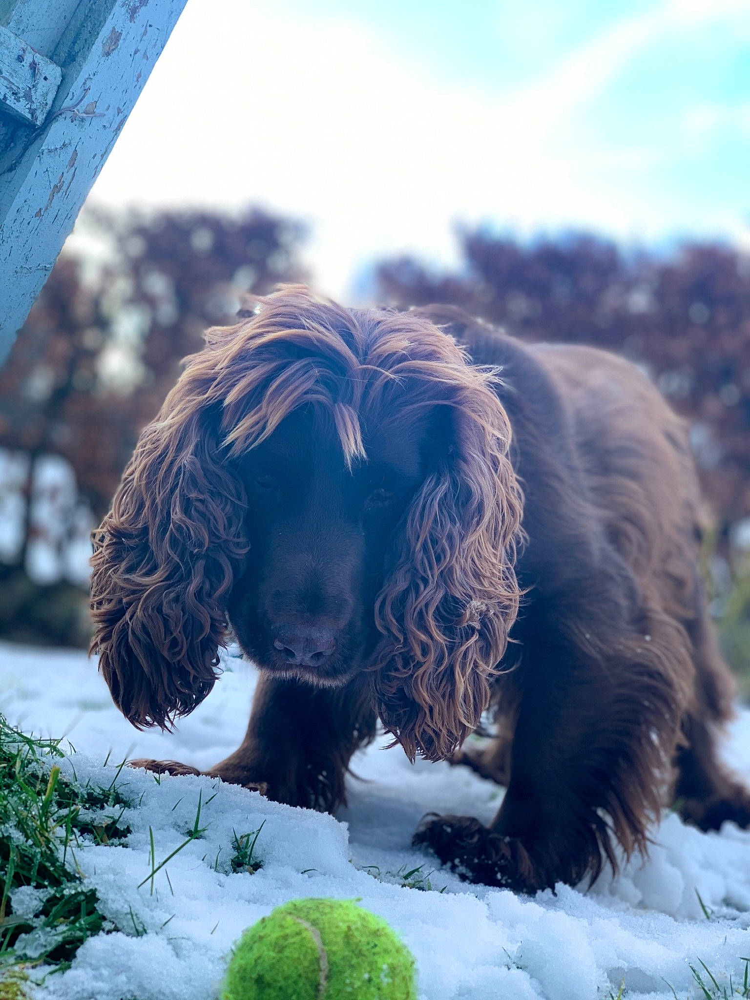 Pip joined the competition — help win amazing prizes! canidae, carnivore, cloud, companion_dog, dog, dog_breed, freezing, fur, grass, gun_dog, liver, plant, sky, snout, snow, spaniel, sporting_group, tail, toy_dog, winter