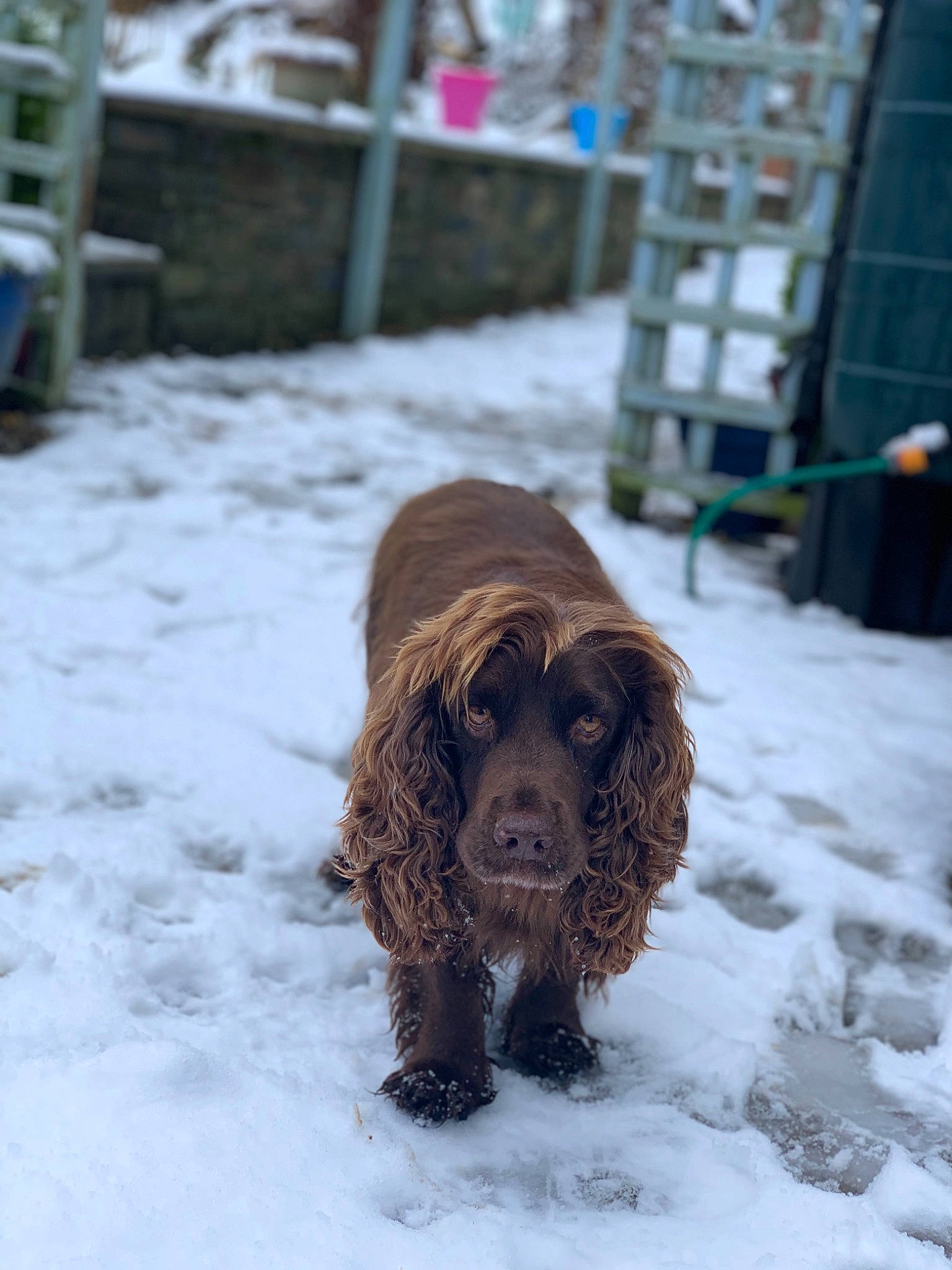 Pip joined the competition — help win amazing prizes! brown, canidae, carnivore, companion_dog, dog, dog_breed, ear, fawn, freezing, fur, gun_dog, hunting_dog, liver, retriever, snout, snow, spaniel, sporting_group, winter, working_animal