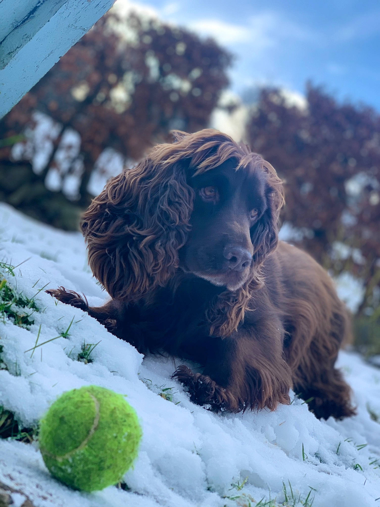 Pip is registered to the contest to win money with this photo: ball, canidae, carnivore, cloud, companion_dog, dog, dog_breed, freezing, fur, gun_dog, liver, retriever, sky, snout, snow, spaniel, sporting_group, tennis_ball, tree, winter