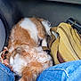 Archie is registered to the contest to win money with this photo: dog, brown_and_white, curled_up, floor, jeans, legs, bag, purse, leash, fur, travel, cozy, resting, indoor, casual, accessories, close_up, pet, companion, relaxed