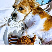 Archie is registered to the contest to win money with this photo: puppy, dog, brown_and_white, lying_down, bed, blanket, toy, stuffed_animal, indoor, cute, pet, close_up, fur, sleepy, resting, animal, young_dog, companion, cozy, domestic