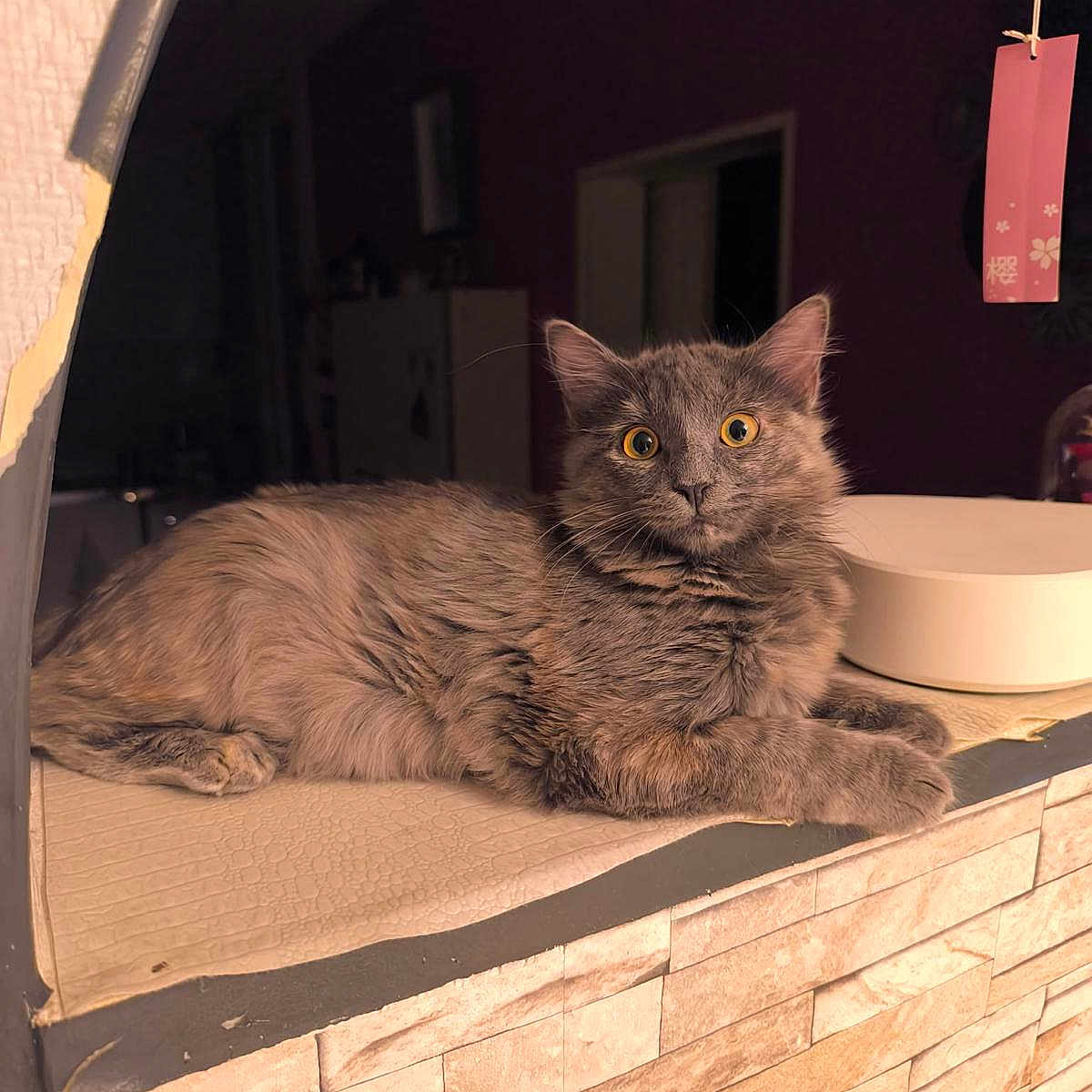 Pipa Princesse participe au concours pour gagner de l'argent avec cette photo : alert, animal, cat, closeup, curious, cute, decor, ears, feline, fluffy, gray_cat, indoor, lounging, pet, resting, stone_wall, table, texture, whiskers, yellow_eyes