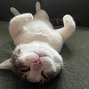 Bruno is registered to the contest to win money with this photo: cat, animal, pet, feline, relaxed, sleeping, cute, fluffy, whiskers, pink_nose, lying_down, indoor, sofa, close_up, cozy, fur, paws, resting, domestic_animal, cute_pet