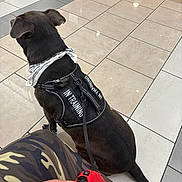 Smoke is registered to the contest to win money with this photo: dog, leash, harness, in_training, bandana, tile_floor, indoor, sitting, black_dog, owner_hand, camouflage_pants, pet_training, waiting, dog_tail, dog_ears, floor_tiles, leash_handle, person, resting, quiet